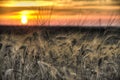 Grain yellow wheat Sheaves at sunset