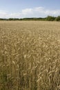 Grainfield Royalty Free Stock Photo