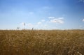 Grainfield Royalty Free Stock Photo