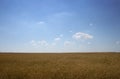 Grainfield Royalty Free Stock Photo