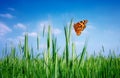 Grainfield and butterfly Royalty Free Stock Photo