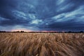 Grainfield and cloudy sky Royalty Free Stock Photo