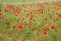 Grainfield with red poppies