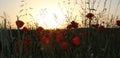 Grainfield with red poppies, at sunset