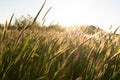 Grainfield at sunset with the sun behind it Royalty Free Stock Photo