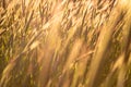 Grainfield at sunset with the sun behind it Royalty Free Stock Photo