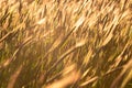 Grainfield at sunset with the sun behind it Royalty Free Stock Photo