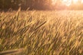Grainfield at sunset with the sun behind it Royalty Free Stock Photo