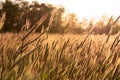 Grainfield at sunset with the sun behind it Royalty Free Stock Photo