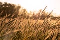 Grainfield at sunset with the sun behind it Royalty Free Stock Photo