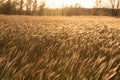 Grainfield at sunset with the sun behind it Royalty Free Stock Photo