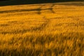 Grainfield at sunset with the sun behind it Royalty Free Stock Photo