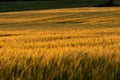 Grainfield at sunset with the sun behind it Royalty Free Stock Photo