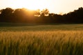 Grainfield at sunset with the sun behind it Royalty Free Stock Photo