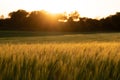 Grainfield at sunset with the sun behind it Royalty Free Stock Photo