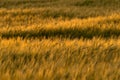 Grainfield at sunset with the sun behind it Royalty Free Stock Photo