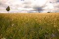 Grainfield Tree and Windenergy Royalty Free Stock Photo