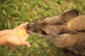 Hand-feeding a Kangaroo, a view from top