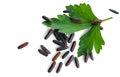 Grains of black rice with a sprig of parsley