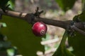 Grains coffee branch Guatemala, organic cultivation. Coffea arÃÂ¡bica Guatemala.