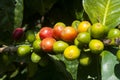 Grains coffee branch Guatemala, organic cultivation. Coffea arÃÂ¡bica Guatemala.