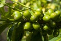 Grains coffee branch Guatemala, organic cultivation. Coffea arÃÂ¡bica Guatemala.