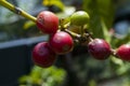 Grains coffee branch Guatemala, organic cultivation. Coffea arÃÂ¡bica Guatemala.