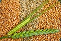 Grains and Ears Royalty Free Stock Photo