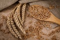 grains and ears of wheat on Kraft paper and  burlap. Royalty Free Stock Photo