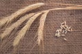 Grains and ears of wheat on sacking, raw materials for bread, flour, pasta, whiskey, vodka, bread Royalty Free Stock Photo