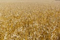 Grains on the field, redy for harvest, golden wheat in the sun. Fields full of cereals. Golden Ripe grain, Yellow, golden