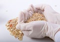 Grains in researcher's hands