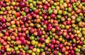 Grains of ripe coffee close-up. East Africa. Coffee plantation.
