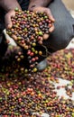 Grains of ripe coffee in the handbreadths of a person. East Africa. Coffee plantation.