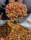 Grains of ripe coffee in the handbreadths of a person. East Africa. Coffee plantation. Royalty Free Stock Photo