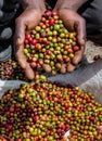 Grains of ripe coffee in the handbreadths of a person. East Africa. Coffee plantation.