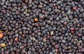 Grains of ripe coffee lie under the sun. Close-up. East Africa. Coffee plantation.