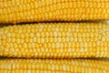 Grains of ripe corn close up, farm harvest, corn background Royalty Free Stock Photo