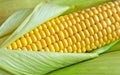 Grains of ripe corn in an ear