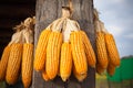 Grains of ripe corn on wooden poles