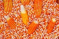 Grains of ripe dry corns and corn cobs background Royalty Free Stock Photo