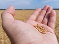 Grains of ripe golden wheat on the hand of a farmer. In the background a field of grain, horizon and a blue sky Royalty Free Stock Photo