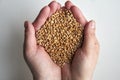 Grains of ripened beautiful wheat in the hands of a woman