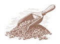 Grains of roasted coffee with a wooden spatula. Hand drawn sketch vintage vector illustration