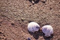 Shells in the sand. Sand texture.