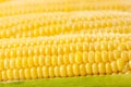 Grains of sweet ripe raw corn cob Royalty Free Stock Photo