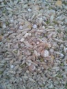 grains