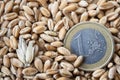 Grains of wheat and european coin one euro nominal