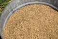 Grains of Wheat in Metal Pail