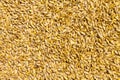 Grains of wheat. Top view wheat. background closeup Royalty Free Stock Photo